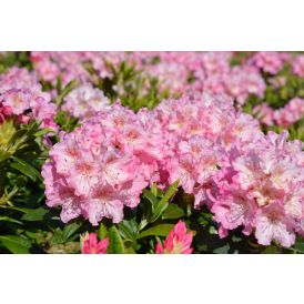 Alppiruusu Rhododendron Marketta
