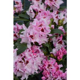 Alppiruusu Rhododendron Royal Butterfly