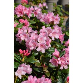 Alppiruusu Rhododendron Venla