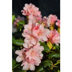 Alppiruusu Rhododendron Vieno
