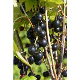 Mustaherukka Ribes Nigrum Pohjan Jätti