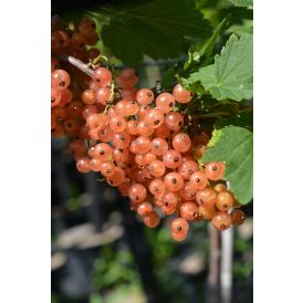 Vaaleanpunainen herukka Ribes Rubrum Aili