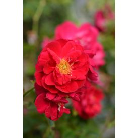 Köynnösruusu Rosa Henry Kelsey