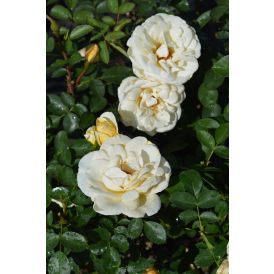 Puistoruusu Rosa J.P. Connell