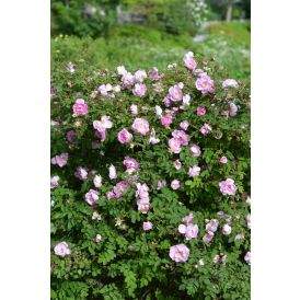Suviruusu Rosa Pimpinellifolia Poppius