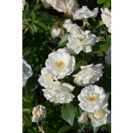 Ruusu Rosa Schneewittchen