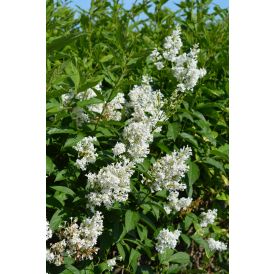 Puistosyreeni Syringa Henryi Tammelan Kaunotar