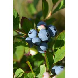Tarhapensasmustikka Vaccinium Angustifolium Arto