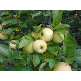 Omena Malus Domestica Borgovskoje