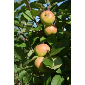 Omena Malus Domestica Ananaskaneli