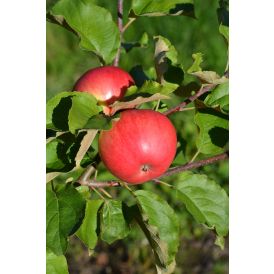 Omena Malus Domestica Railamo