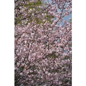 Rusokirsikka Prunus Sargentii