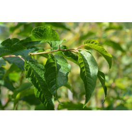 Tuohituomi Prunus Maackii