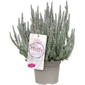 Kanerva Calluna Vulgaris Fluffy P11