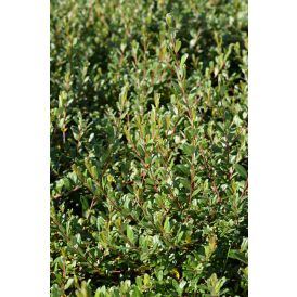 Peittopaju Tuhkimo Salix Aurora