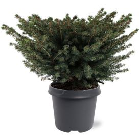 Pesäkuusi Picea Abies Nidiformis