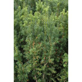 Kartiomarjakuusi Taxus Media Hicksii