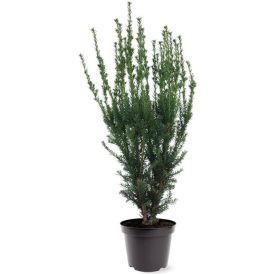 Kartiomarjakuusi Taxus Media Hillii