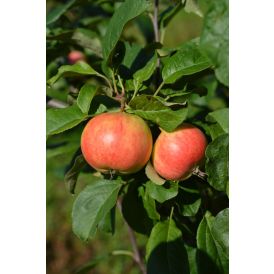 Omena Malus Domestica Keltakaneli