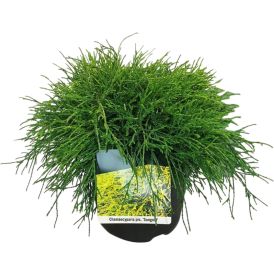 Hernesypressi Chymaecyparis Pisifera Sungold P17