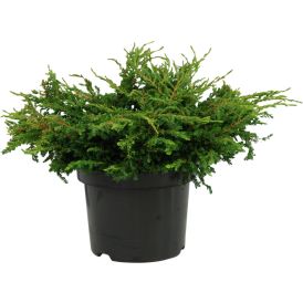 Kääpiökataja Juniperus Communis Repanda