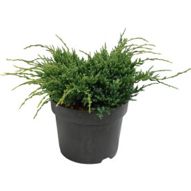 Sinikataja Juniperus Squamata Holger