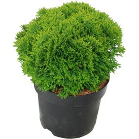 Kääpiöpallotuija Thuja Occidentalis Danica