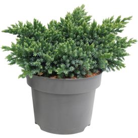 Sinikataja Juniperus Squamata Blue Star