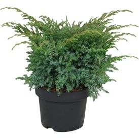 Sinikataja Juniperus Squamata Blue Swede