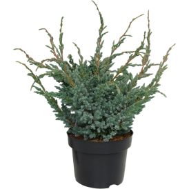 Sinikataja Juniperus Squamata Meyeri