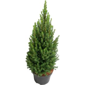 Kartiovalkokuusi Picea Glauca Perfecta P26