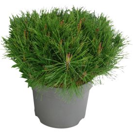 Vuorimänty Pinus Mugo P26