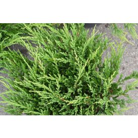 Laakakataja Juniperus Horizontalis Prince Of Wales P17