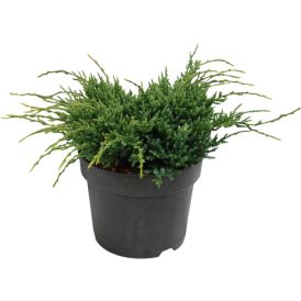 Himalajankataja Juniperus Squamata Holger P17