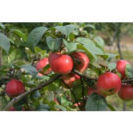Omenapuu Malus Domestica Konsta