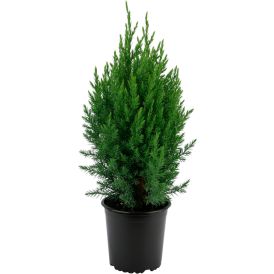 Kiinankataja Juniperus Chinensis Stricta P19