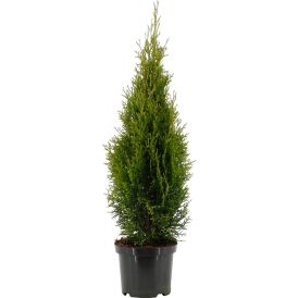 Timanttituija Thuja Occidentalis Smaragd P19