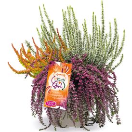 Kanerva Calluna Vulgaris Up Down Girls P12