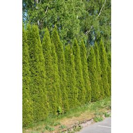 Timanttituija Thuja Occidentalis Smaragd P23