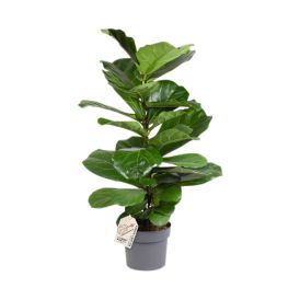 Lyyraviikuna Ficus Lyrata P24