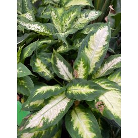 Kultaköynnös Epipremnum Aureum Marble Planet P12
