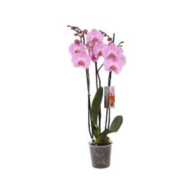 Perhoskämmekkä Phalaenopsis Mix 3-vanaa P12