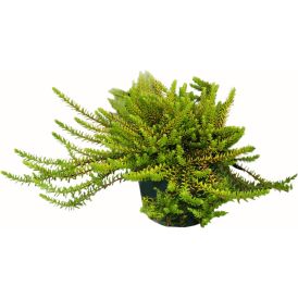 Variksenmarja Empetrum Nigrum