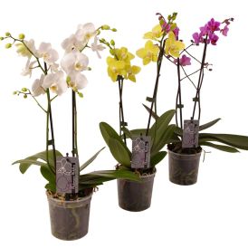 Perhoskämmekkä Phalaenopsis Ø 12 cm