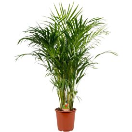 Kultapalmu Dypsis Lutescens P19