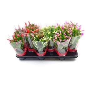 Kausikaktus mix Schlumbergera Ø 13 cm