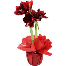 Amaryllis lahjakääreessä punainen