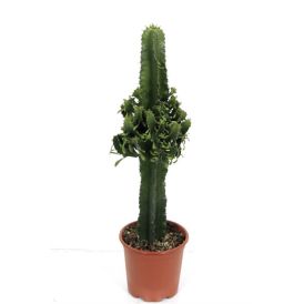 Pylvästyräkki Euphorbia Trigona P12