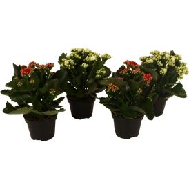 Tulilatva mix Kalanchoe Calandiva Ø 9 cm