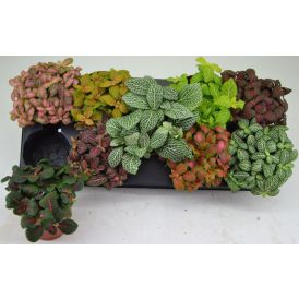 Pitsilehti mix Fittonia Ø 12 cm
